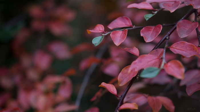 Red Leaves on Branches 4K