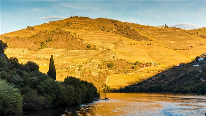 Douro River Vineyards at Sunset 4K
