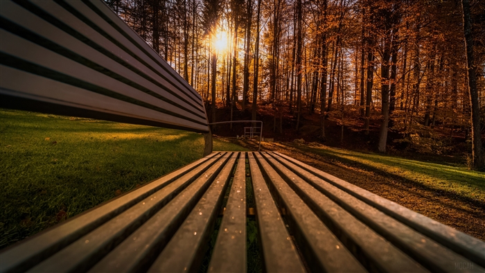 Bench in a forest with sunbeams