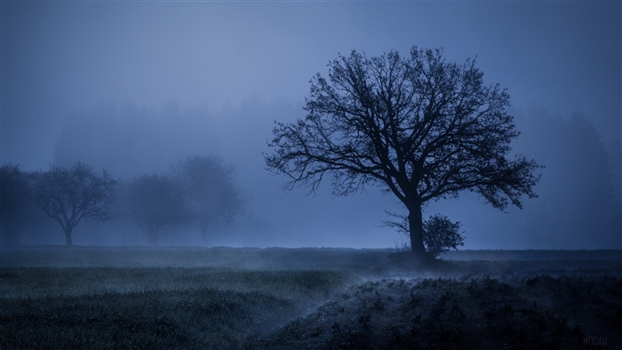 Blue Foggy Field with Silhouetted Trees