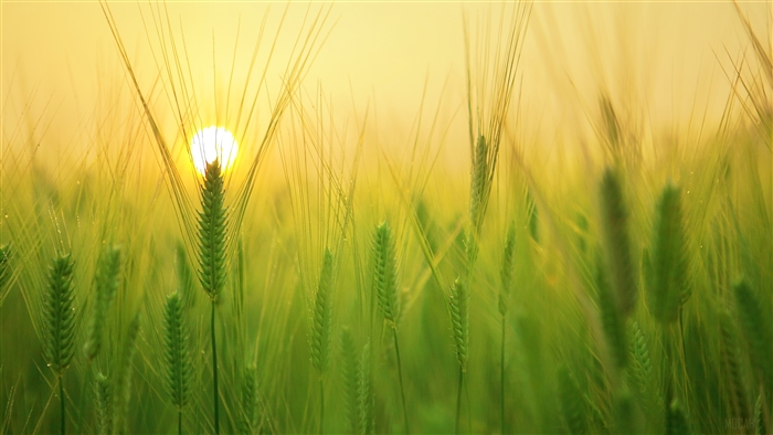 Barley Field at Sunrise 4K