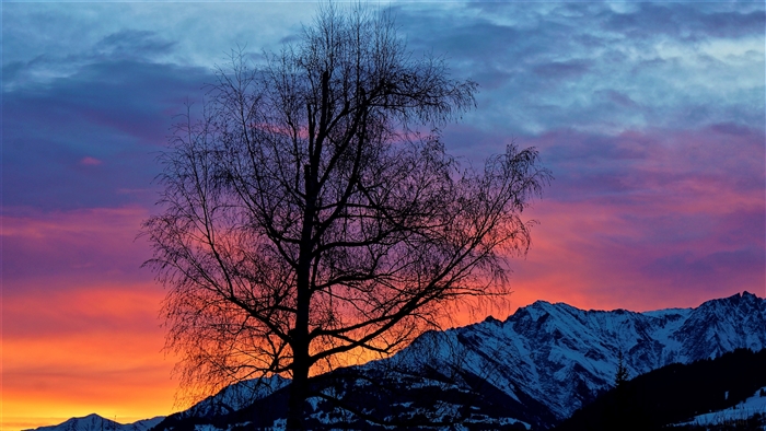 Silhouette of a tree against a colorful sunset over mountains