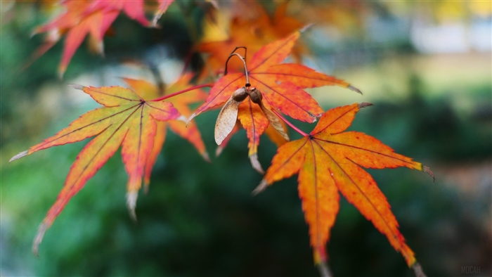 Autumn Maple Leaves with Seeds 4K
