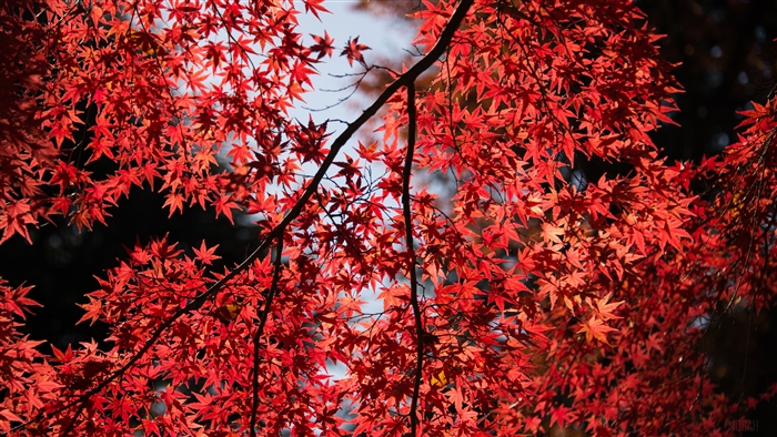 Red Maple Leaves in Sunlight