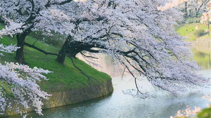 Cherry Blossom Trees Leaning Over Riverside 4K