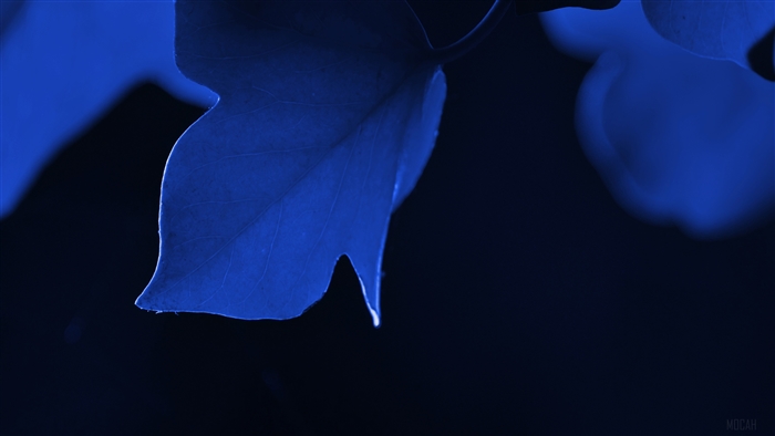 Blue Leaf Macro