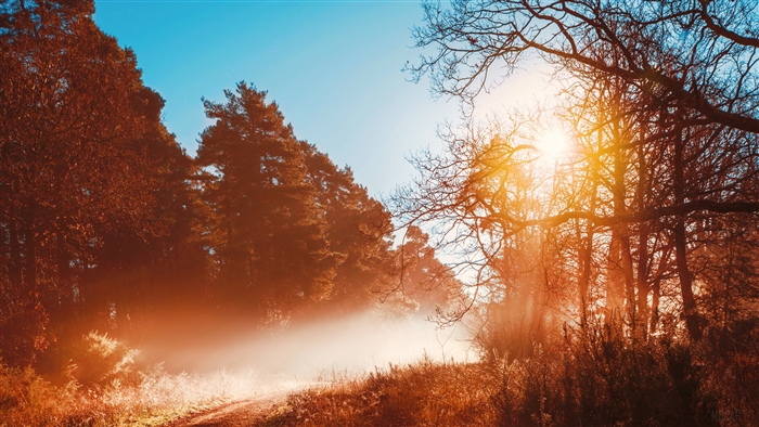 Sunbeams in an Autumn Forest 4K