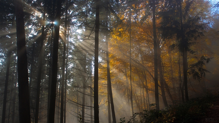 Sunlight filtering through trees in a foggy forest