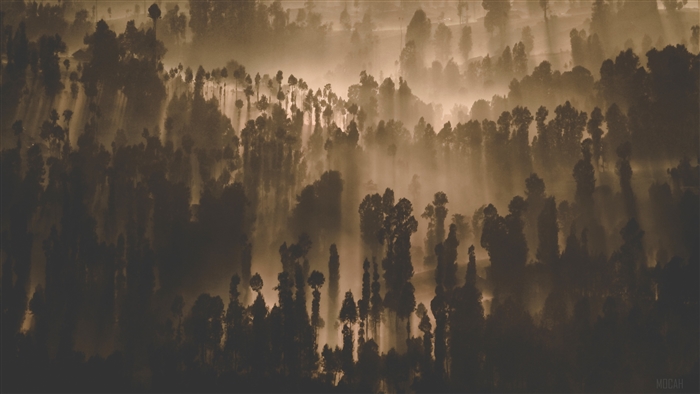 Dark Forest Trees Nature Scenery