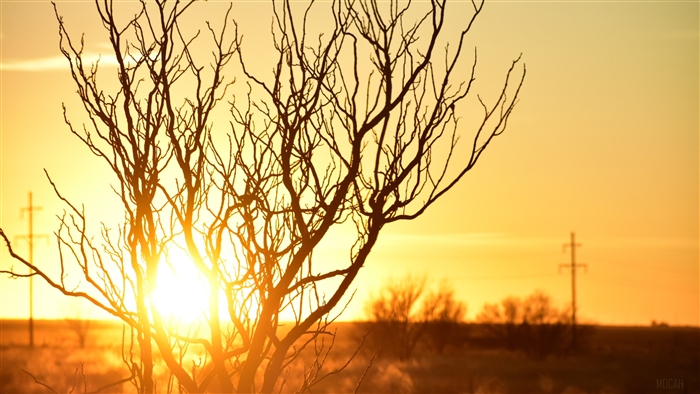 Silhouette of Tree Branches Against Sunset Sky