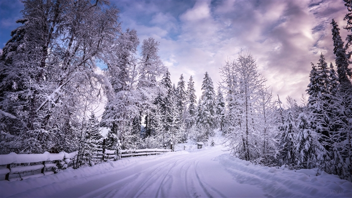 Winter Road Covered in Snow with Trees