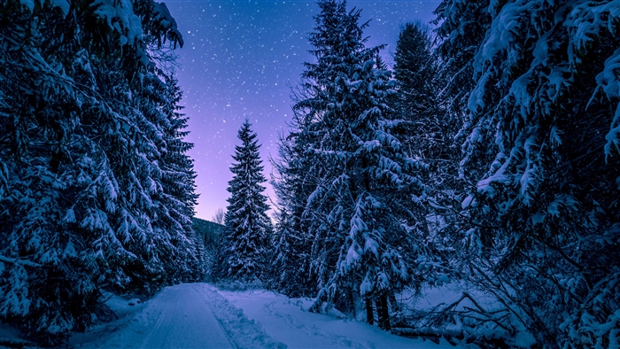 Snow Covered Trees in a Winter Forest at Night 4K