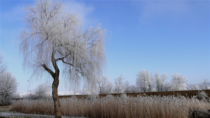 Winter nature with frost-covered trees and reeds