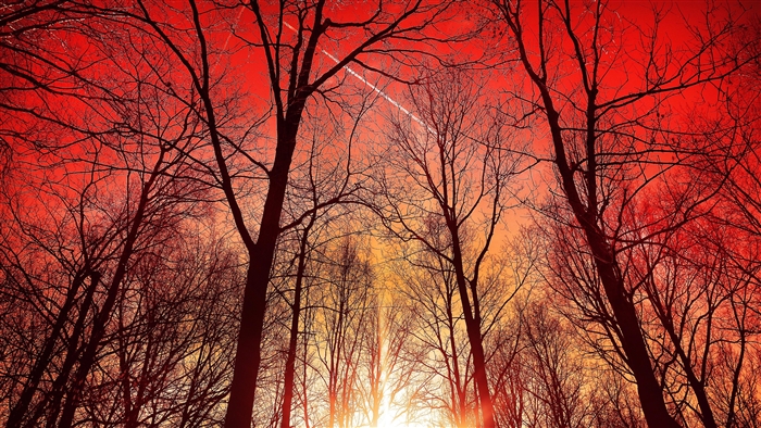 Silhouette of trees against a vibrant red sky