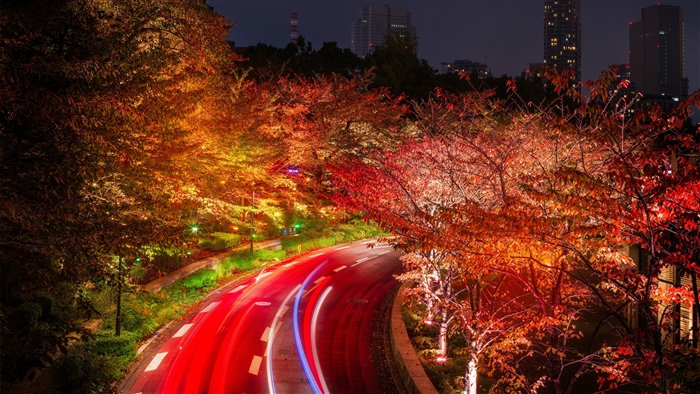 Autumn Trees and Road in Tokyo at Night 4K