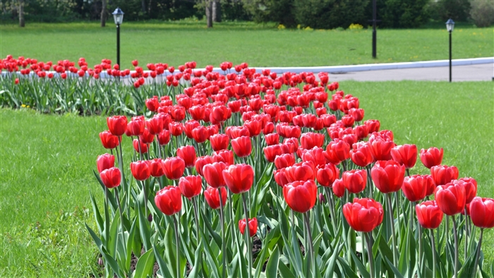 Red tulips in a park with lampposts