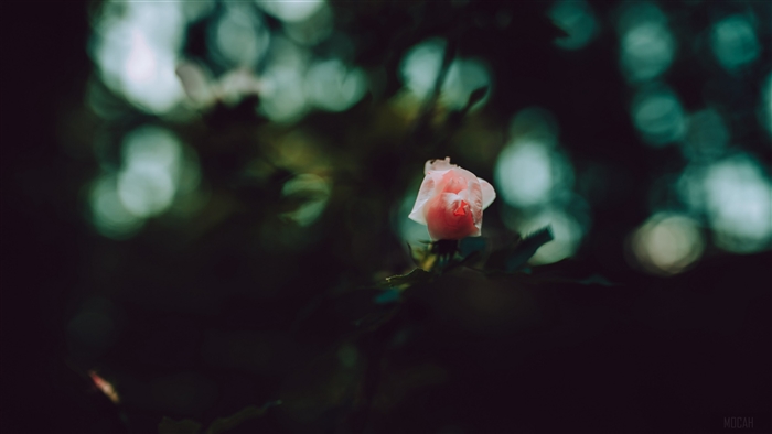 Pink rose bud with bokeh background 4K