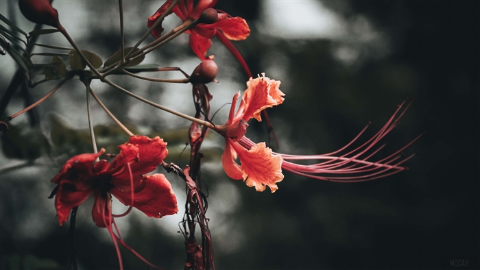 Red and orange flowers with long stamens