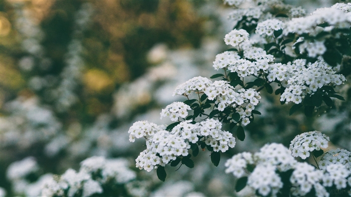 White flowers on a bush in spring 4K