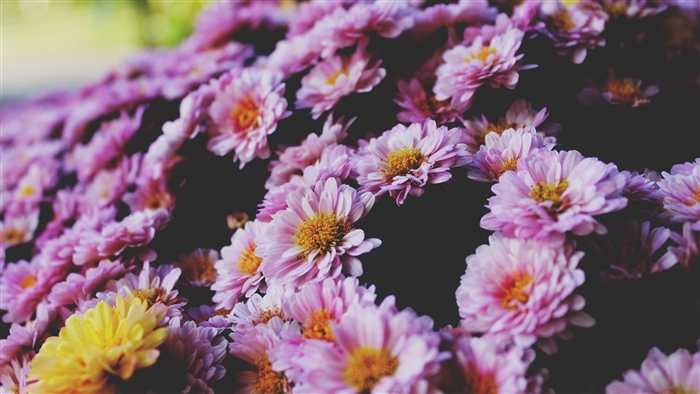Close-up of lilac and yellow chrysanthemum flowers