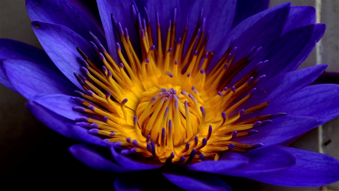 Close-up of a vibrant blue lotus flower