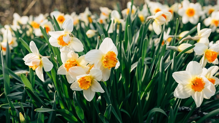 White and orange daffodils in a flower bed 4K