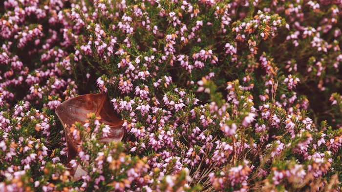 Pink heather flowers and a brown leaf