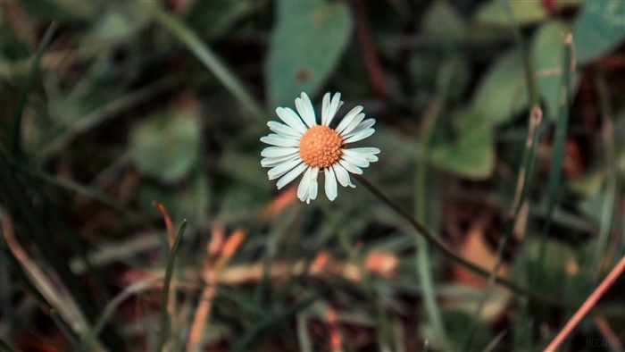 Chamomile flower in a field, 4K