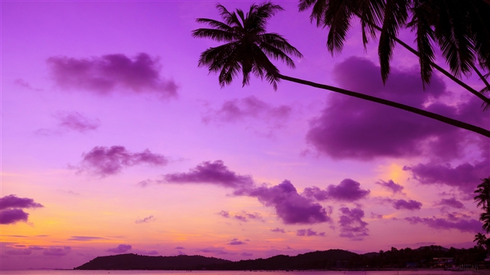 Purple Palm Trees Silhouette at Sunset 4K
