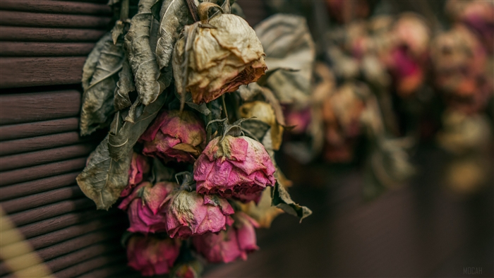 Dried roses hanging on a wooden surface