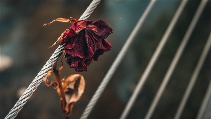 Dry red rose on a cable