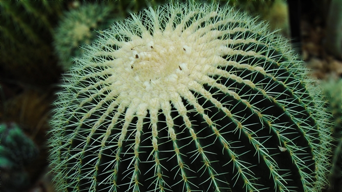 Golden Barrel Cactus with Sharp Spines 4K