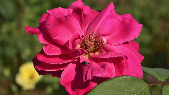 Close-up of a pink rose with a fly