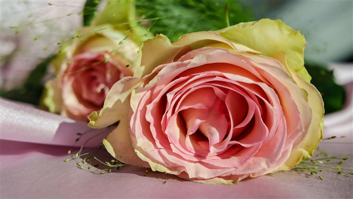 Pink roses with delicate green accents