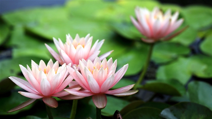 Pink water lilies on a pond with green leaves, 4K