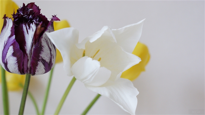 Purple and white tulip with yellow tulips