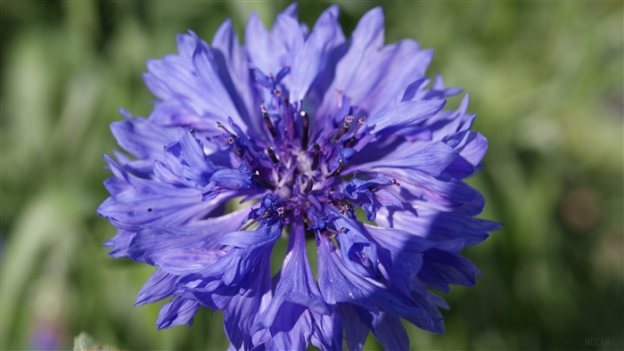 Close-up of a blue cornflower in sunlight