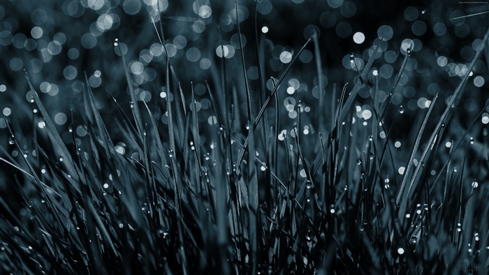 Dew Drops On Grass