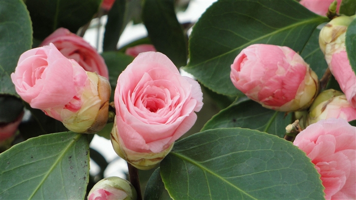 Pink camellia buds and leaves close up 4K