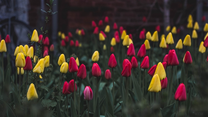 Red and yellow tulips in a flower bed 4K