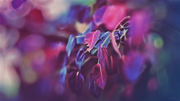 Purple Leaves 4K