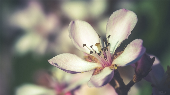 Close-up of a delicate pink and white flower in bloom