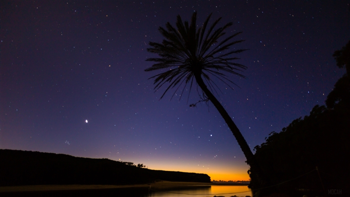 Palm Tree Under Stars Over Water 4K