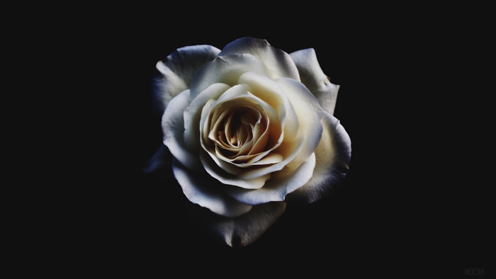 White Rose