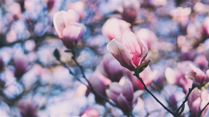 Pink Magnolia Blossoms on Branches 4K