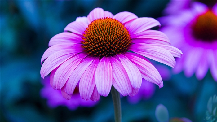 Purple Echinacea Flower 4K