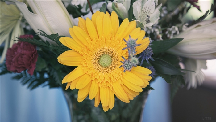 Yellow Gerbera Daisy in a Bouquet