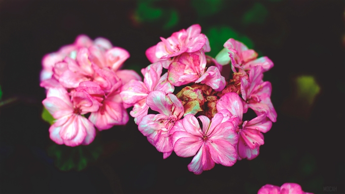 Pink flowers with green leaves 4K