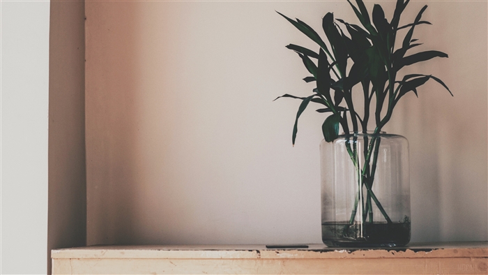 Plant in a glass vase on a shelf