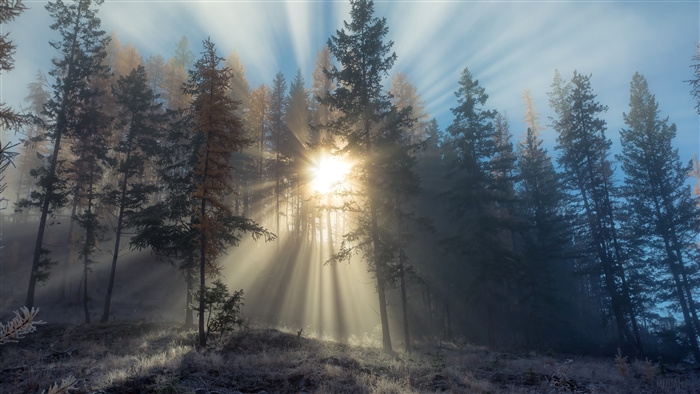 Sunlight Rays Through Snowy Forest 4K